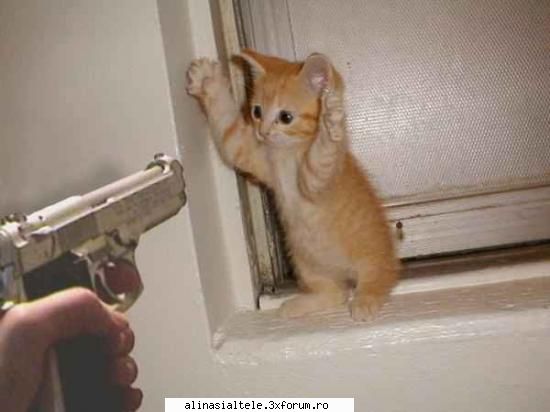 poze - Mainile sus,Politia!!!=D - Animalute