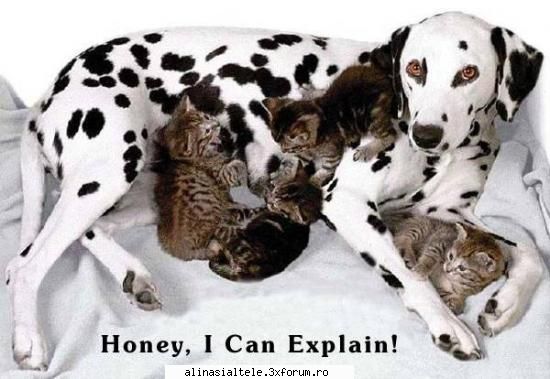 poze - Corny_Cornelya - Animalute