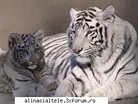 poze - Aici va rog sa comentati si sa punetipoze cu - Animalute