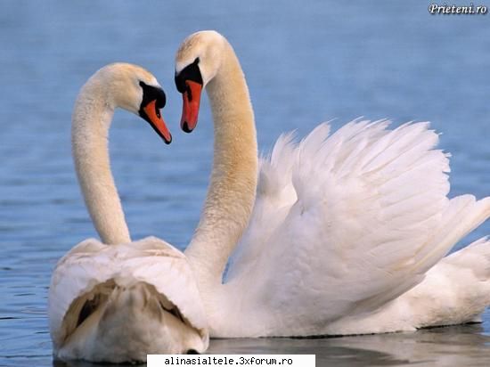 poze - deea_cool - Animalute