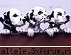 poze - catelushi sunt frati gemeni - Animalute