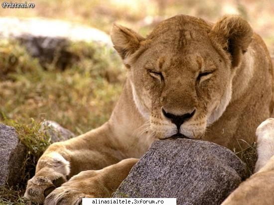 poze - Mrrrrrrrrrrr..maraie leul - Animalute