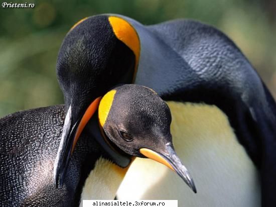 poze - deea_cool - Animalute