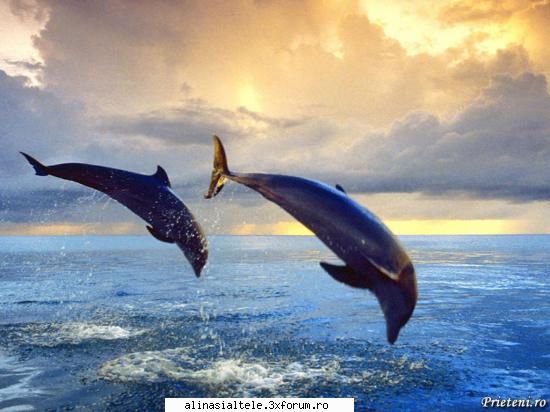 poze - deea_cool - Animalute