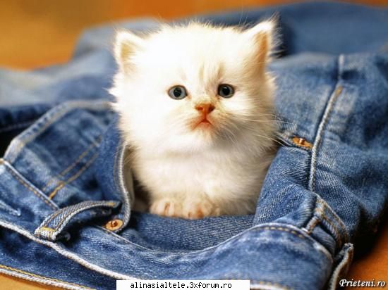 poze - deea_cool - Animalute
