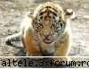 poze - un tigrut sau leu..nu's sigura - Animalute