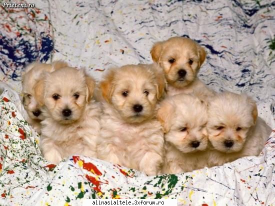 poze - deea_cool - Animalute